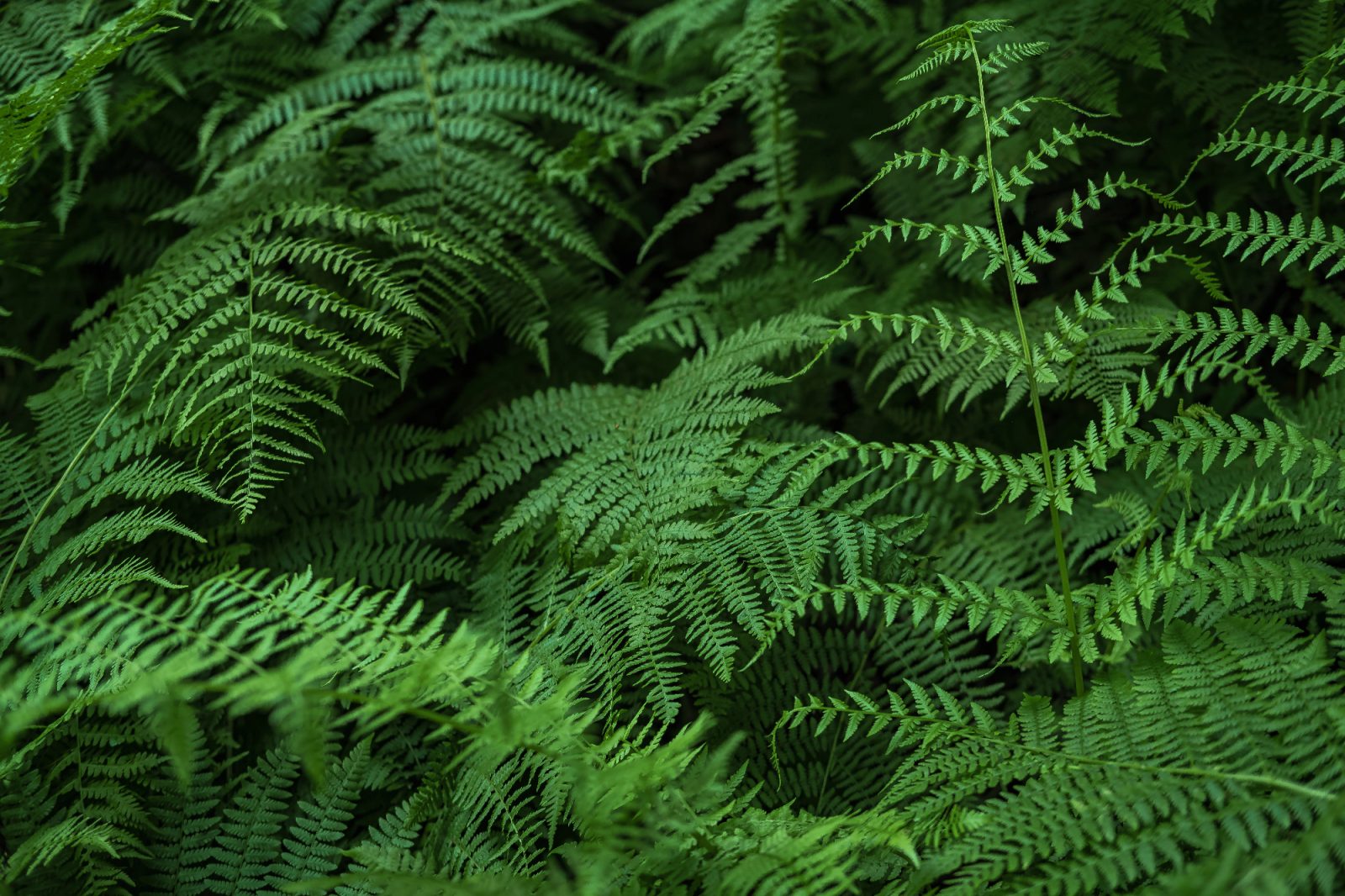 Rastline so tisti del prostora, ki ga začutiš, še preden ga opaziš